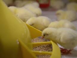 فروش دانخوری اتوماتیک